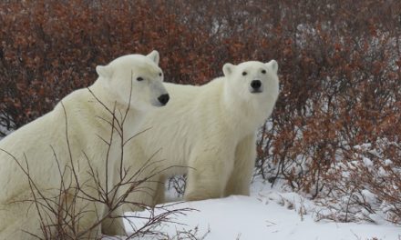 The Magic of Churchill