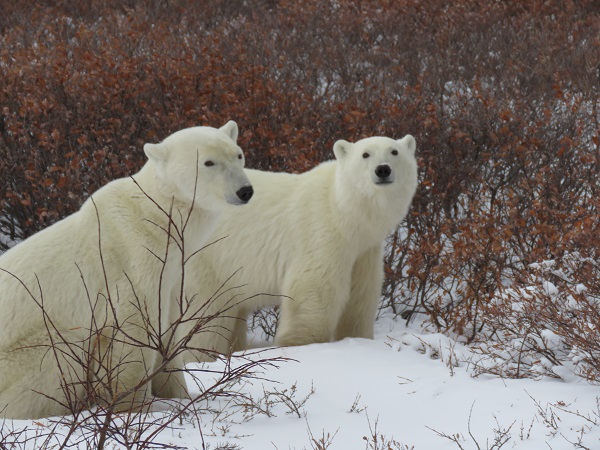 Polar bear mother and cub