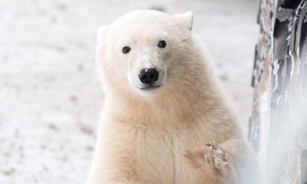 Capturing the Character of Polar Bears