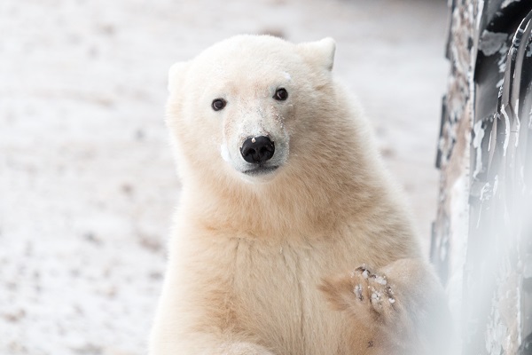 Curious polar bear cub