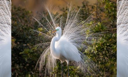 May 4 Is Bird Day: Watch Birds in Their Natural Habitats