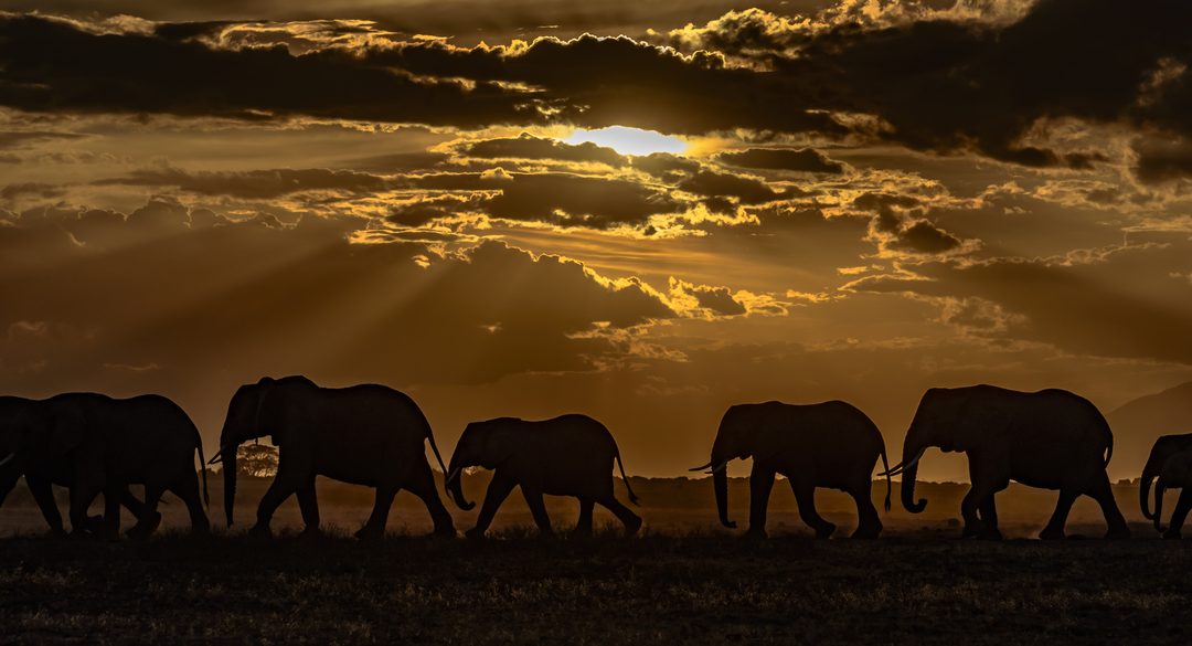 Wildlife Photo of the Week: Amboseli Nightfall
