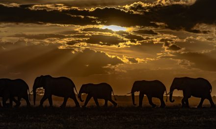 Wildlife Photo of the Week: Amboseli Nightfall