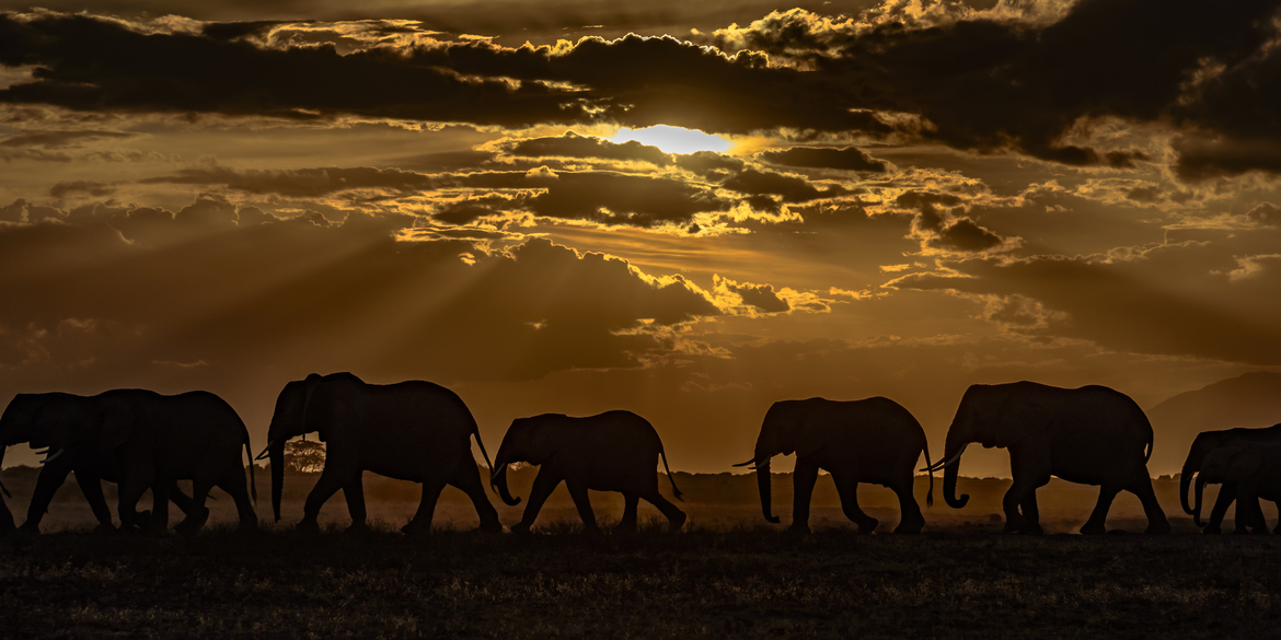 Wildlife Photo of the Week: Amboseli Nightfall