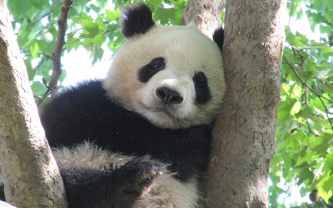 Traveler Story: Wild China