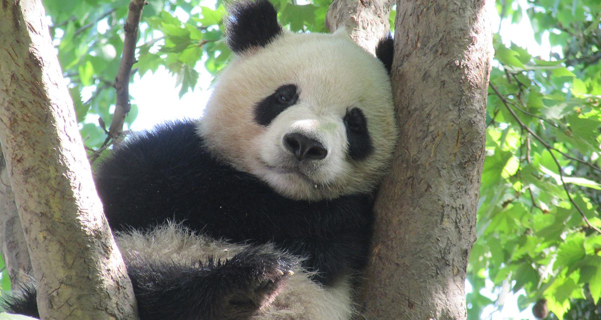 Traveler Story: Wild China