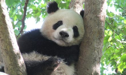 Traveler Story: Wild China