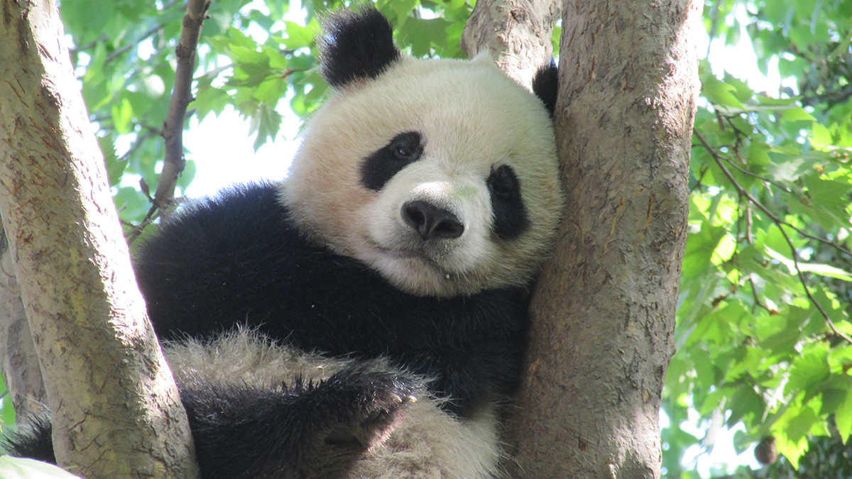 Panda in China