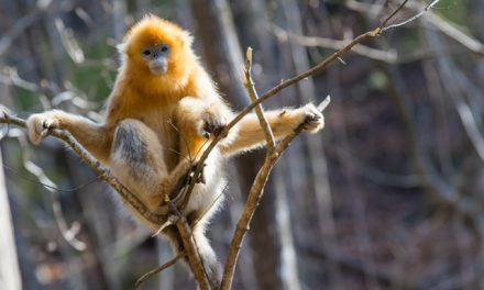 Golden Monkeys, Scarlet Ibis, Pandas and Conservation Victories in China