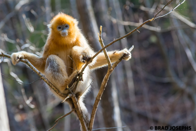 Golden Monkeys, Scarlet Ibis, Pandas and Conservation Victories in China