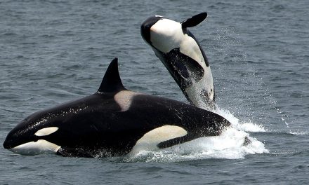 Will We Soon Be “Talking” with Dolphins and Whales?