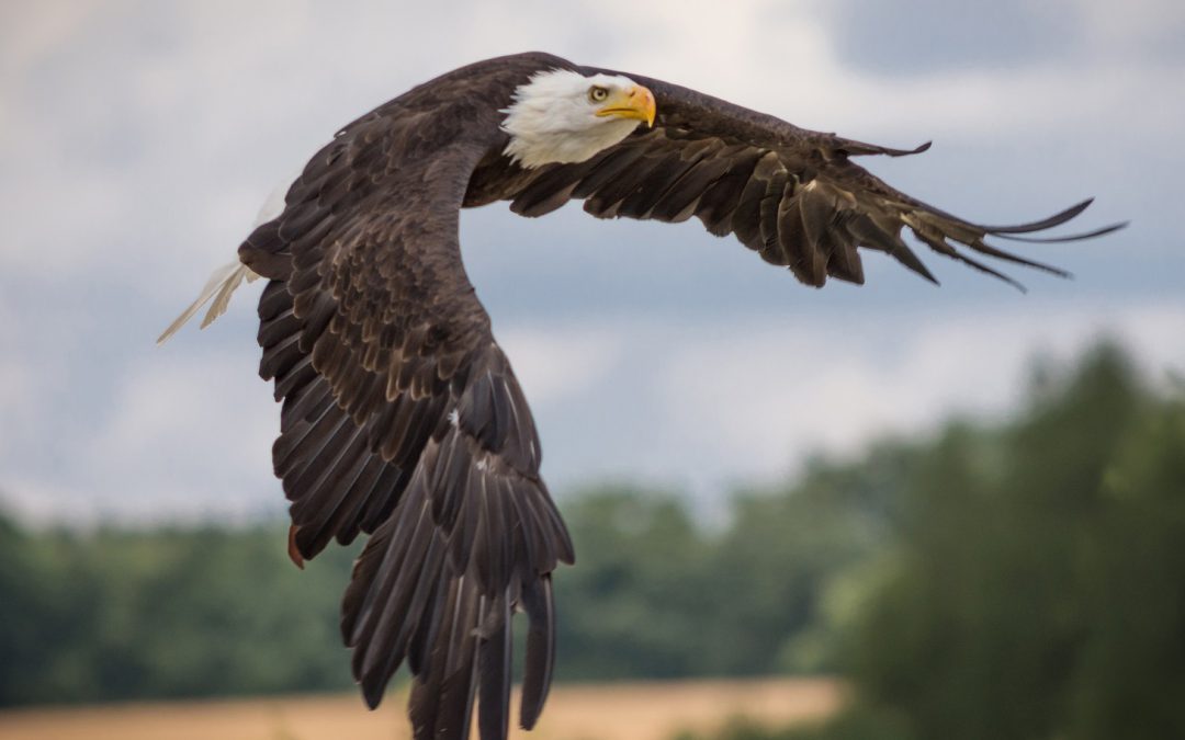 Eagles and Ospreys: When Birds of Prey Clash