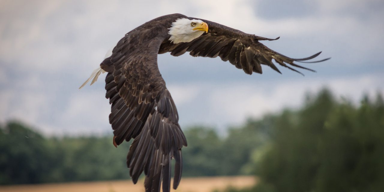 Bald Eagle Sightings Soar Across North America