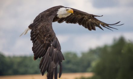 Eagles and Ospreys: When Birds of Prey Clash
