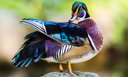 Wildlife Photo of the Week: Colorful Male Wood Duck