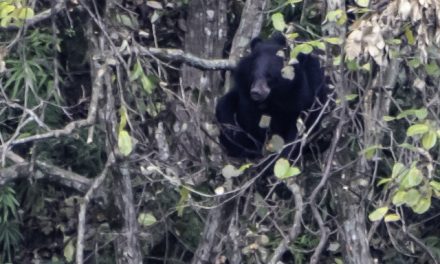 Magnificent Moon Bears of the Minshan Mountains