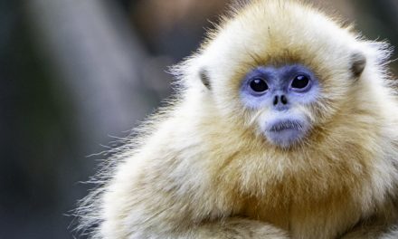 Autumn in the Kingdom of Heaven: Golden Monkeys and Golden Leaves in China