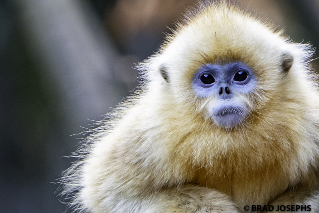 Autumn in the Kingdom of Heaven: Golden Monkeys and Golden Leaves in China