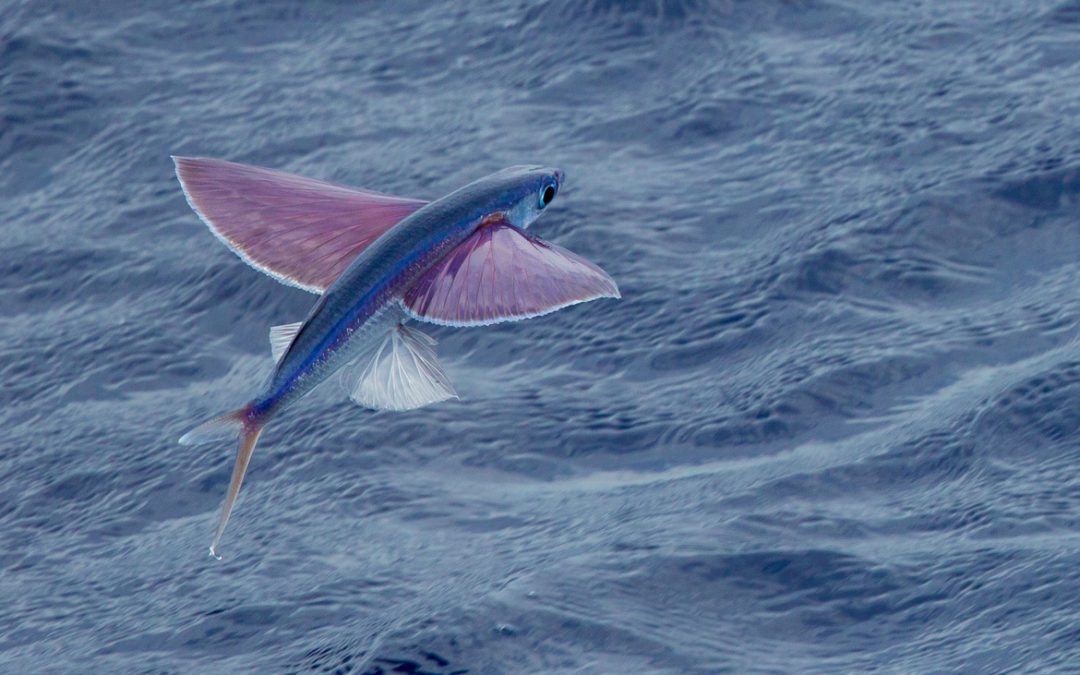 Wildlife Photo of the Week: Flying Fish