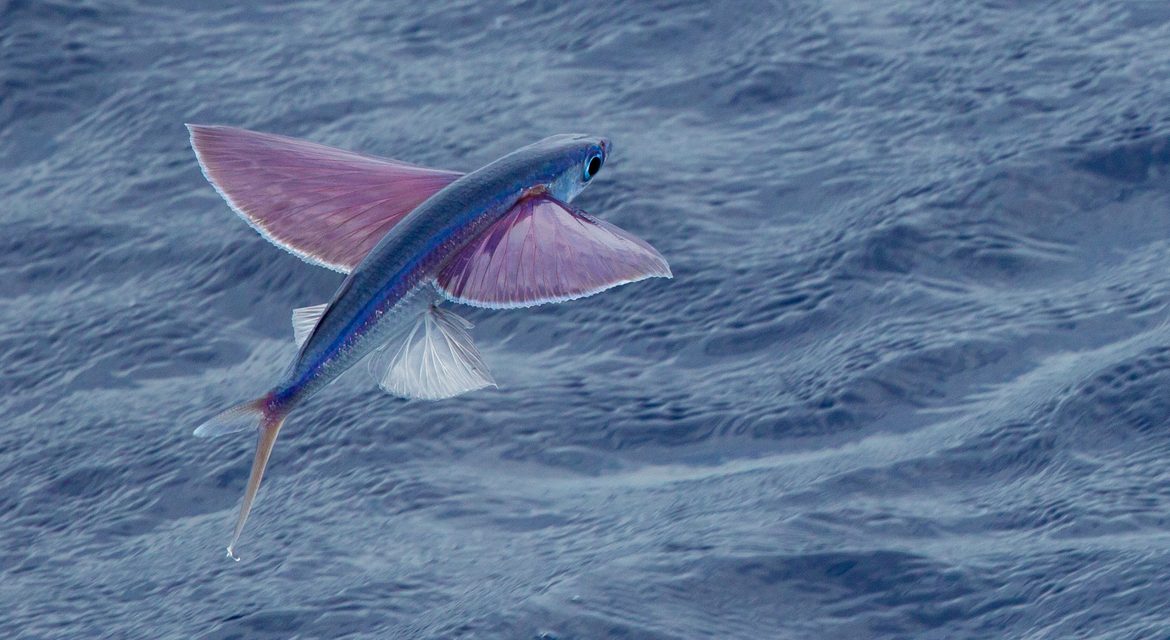 Wildlife Photo of the Week: Flying Fish