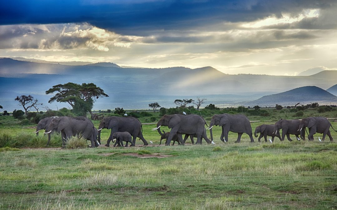 Wildlife Photo of the Week: Going Home