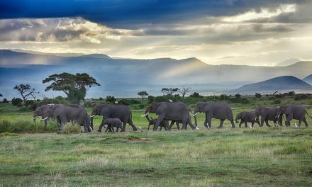 Wildlife Photo of the Week: Going Home