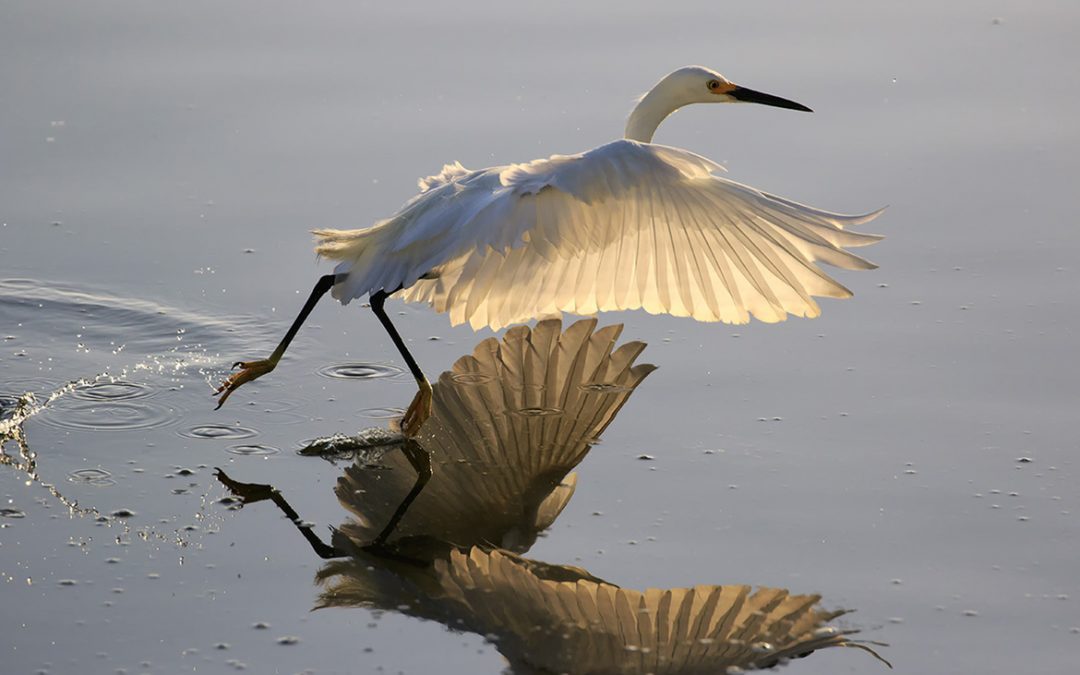 Wildlife Photo of the Week: Walking at Sunrise