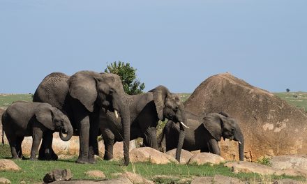 Nat Hab Employee Earns Two Prestigious Awards for Conservation Research
