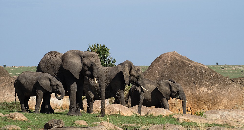 Elephants in Tanzania
