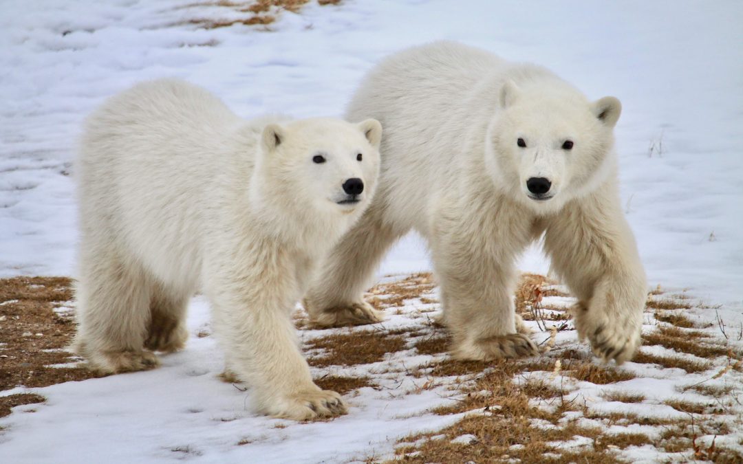 Why Are There So Many Polar Bears in Churchill in the Fall?