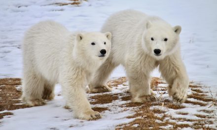 Why Are There So Many Polar Bears in Churchill in the Fall?