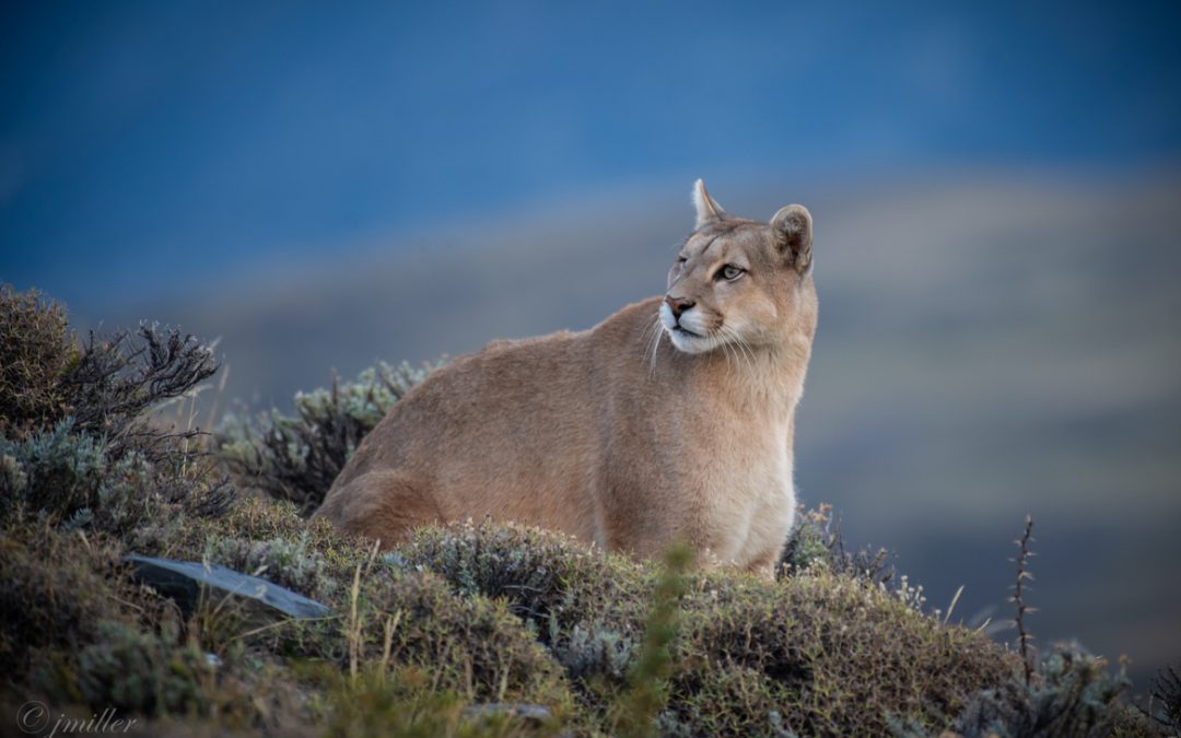 Wildlife of Patagonia: Pumas, Condors and More