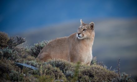 Wildlife of Patagonia: Pumas, Condors and More