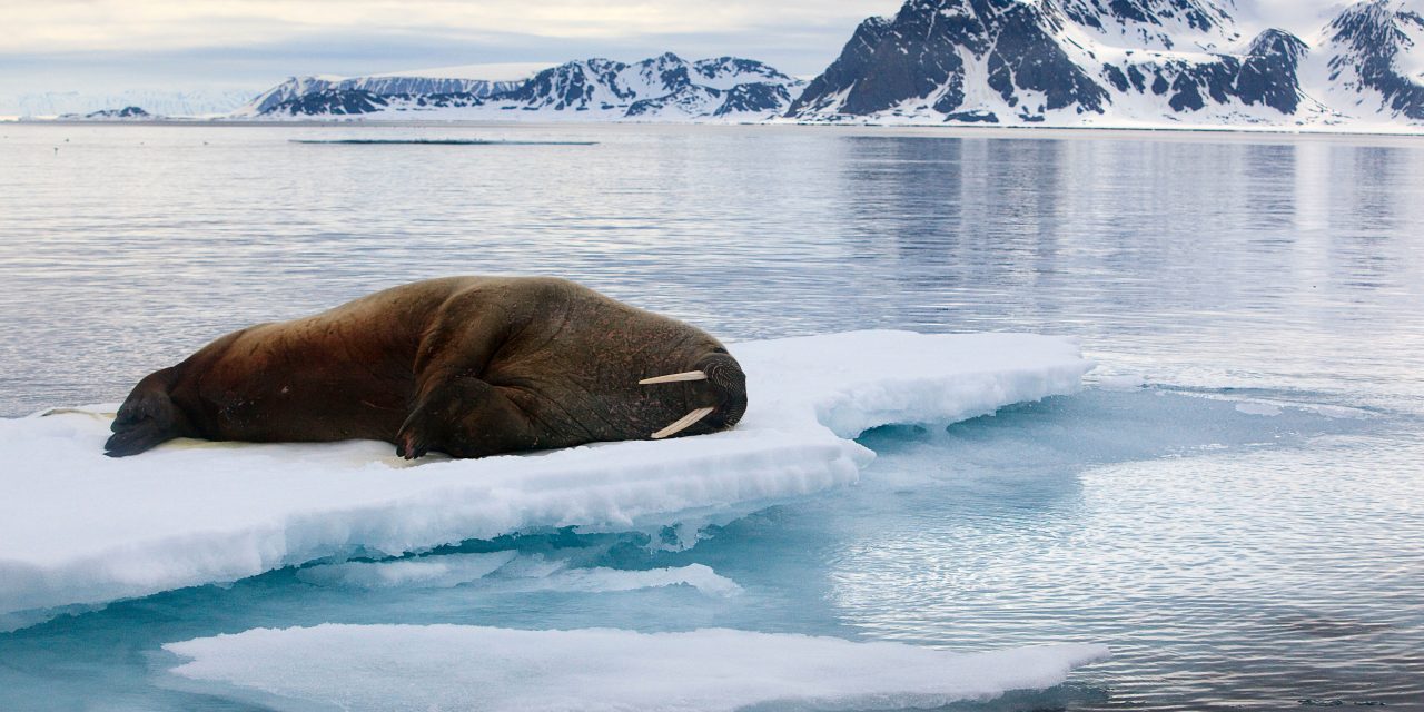 6 places on Our Planet where WWF works