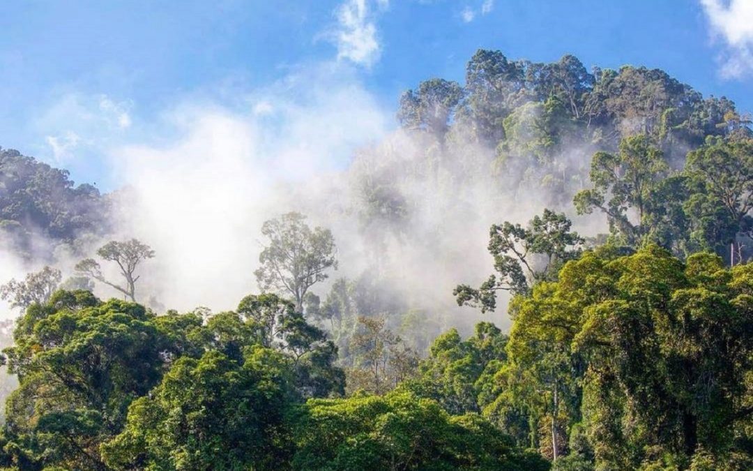 Nat Hab Celebrates a Year of Sustainability