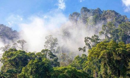 Nat Hab Celebrates a Year of Sustainability