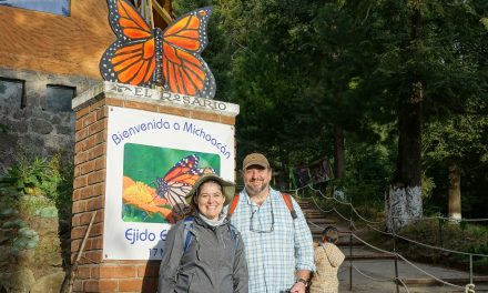 A Collective Effort to Save the Monarch Butterfly Migration