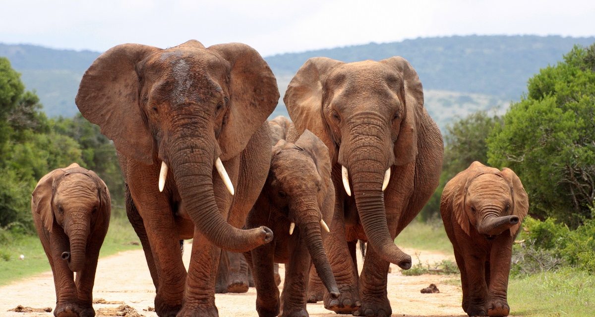 5 Matriarchs in the Animal Kingdom  You Can See with Nat Hab