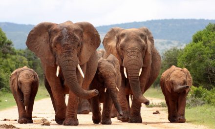 5 Matriarchs in the Animal Kingdom  You Can See with Nat Hab