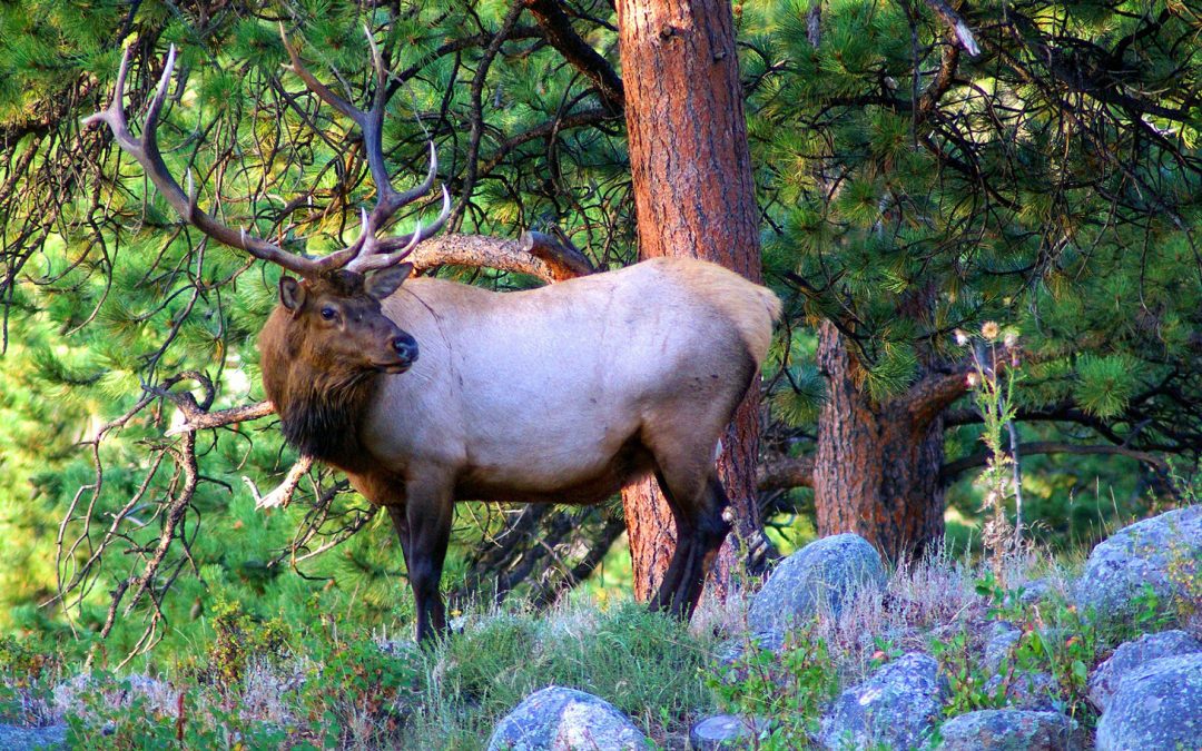 Video: A Rocky Mountain National Park High