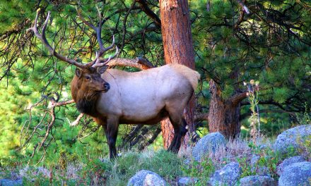 Video: A Rocky Mountain National Park High