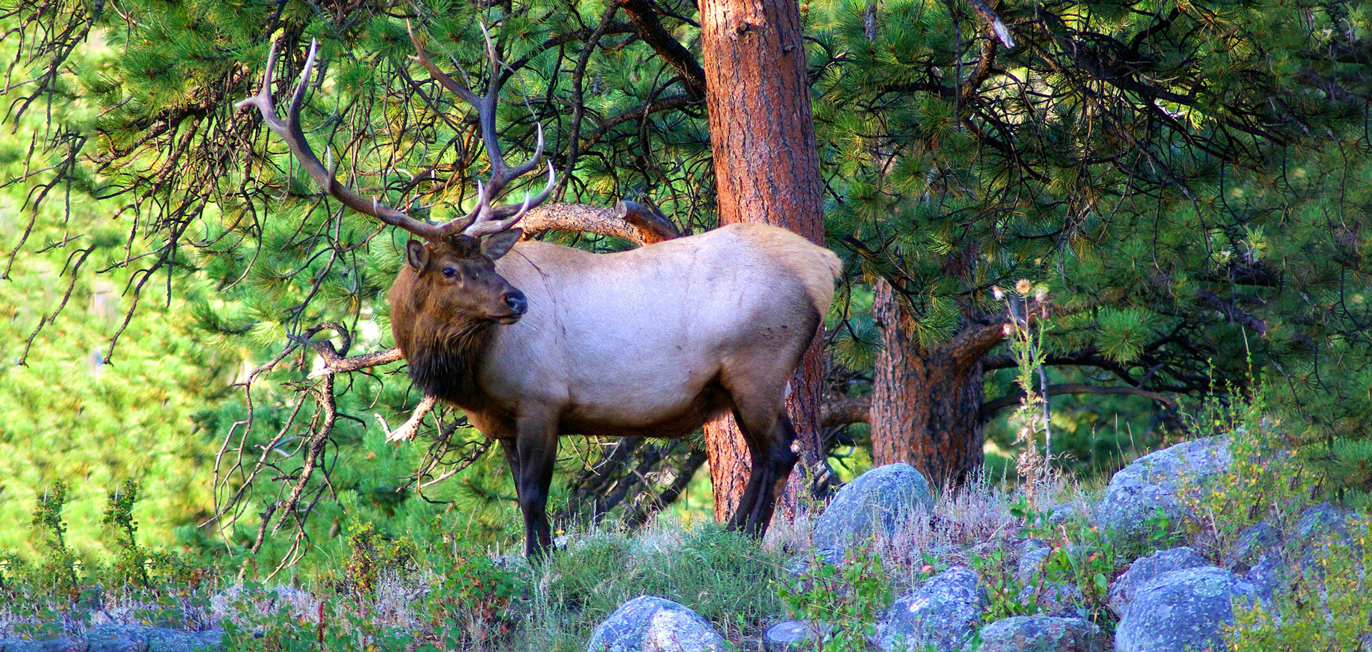 Video: A Rocky Mountain National Park High