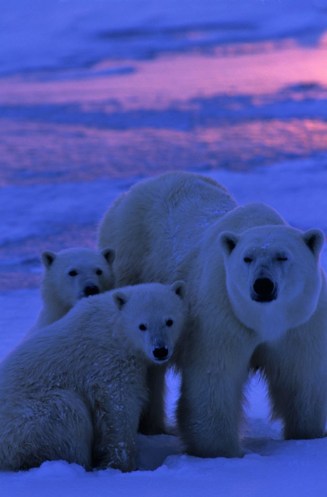 Polar bear mother and cubs at dawn. 