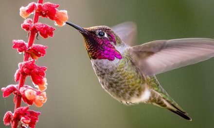 Video: Anna’s Hummingbirds, from Nestlings to Fledglings