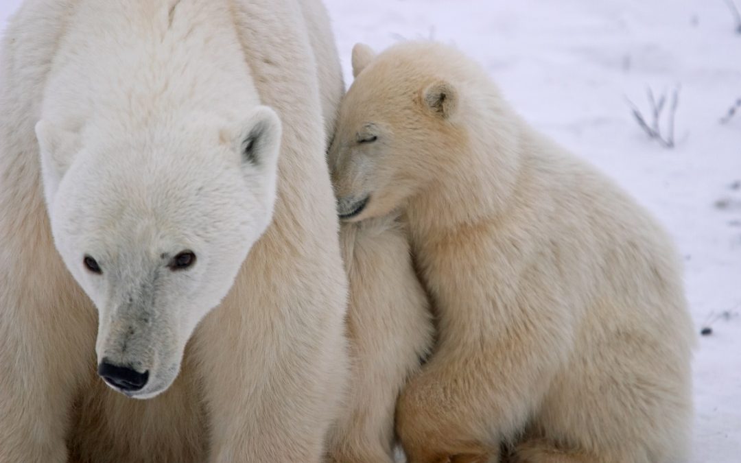 What Are the Growth Stages of Polar Bear Cubs?