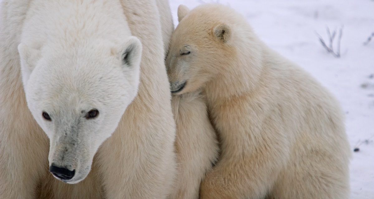 What Are the Growth Stages of Polar Bear Cubs?