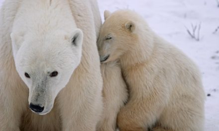 What Are the Growth Stages of Polar Bear Cubs?