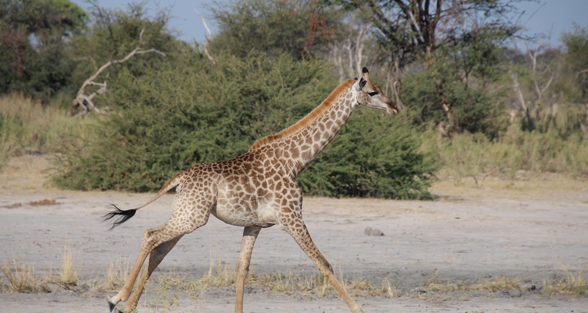 Traveler Story: Giraffes in Botswana