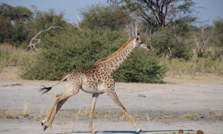 Traveler Story: Giraffes in Botswana