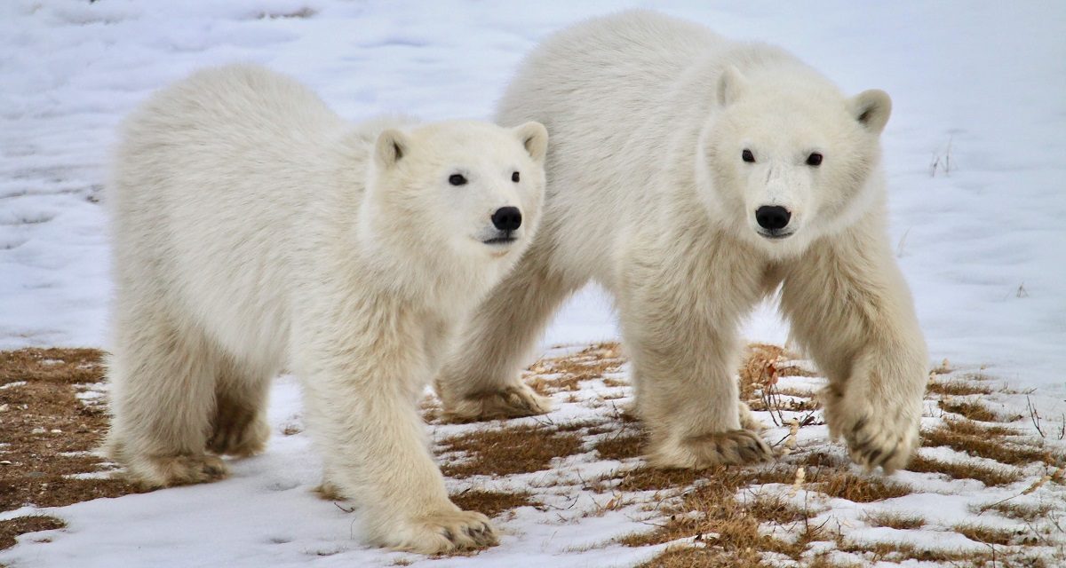 A Successful Return to Churchill—Top Photos from the 2021 Polar Bear Season